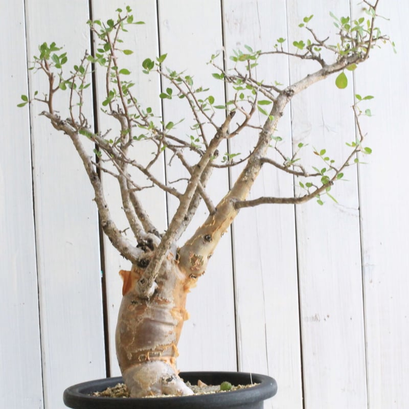 ブルセラ ファガロイデス | hanayoshi-botanical ブルセラ ファガロイデス | hanayoshi-botanical