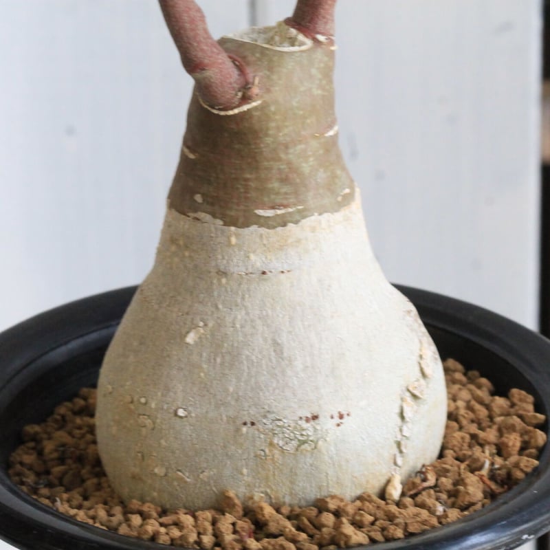 アデニア グラウカ【大株 胴周り34cm】現品 アデニア グラウカ【大株 胴周り34cm】現品 - メルカリ