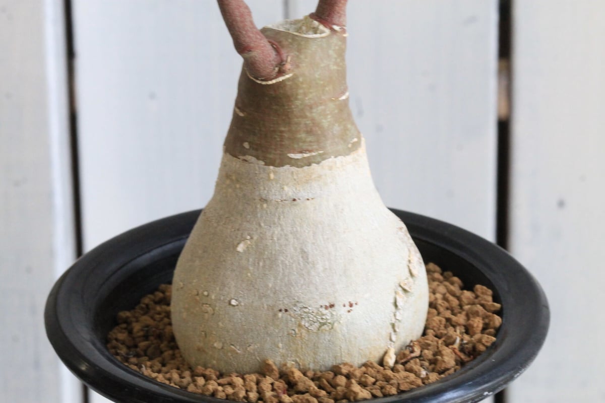 アデニア グラウカ | hanayoshi-botanical