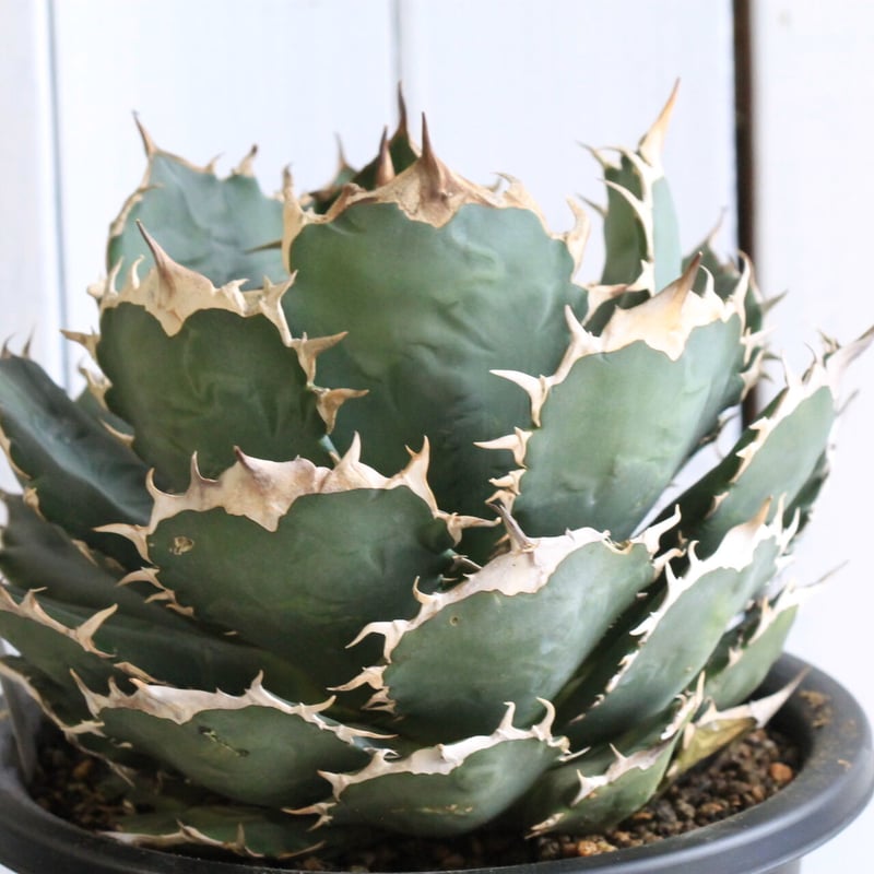 アガベ チタノタ FO-76 | hanayoshi-botanical