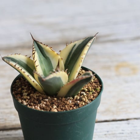 Agave titanota スナグルトゥース
