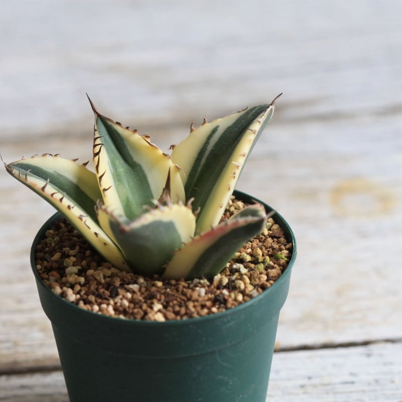 Agave titanota スナグルトゥース | hanayoshi-botanical