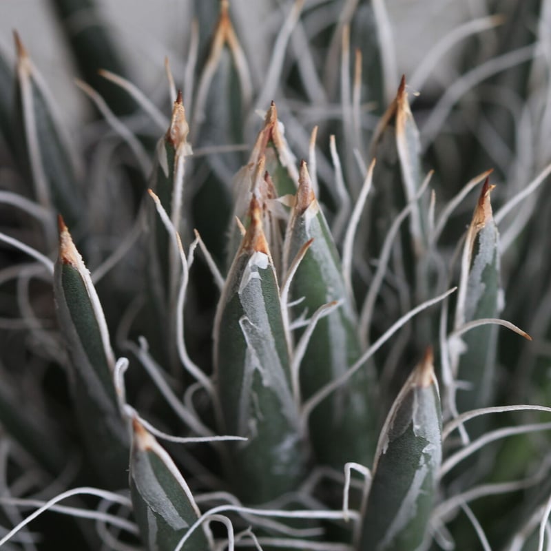 Agave 姫乱れ雪 | hanayoshi-botanical Agave 姫乱れ雪 | hanayoshi-botanical