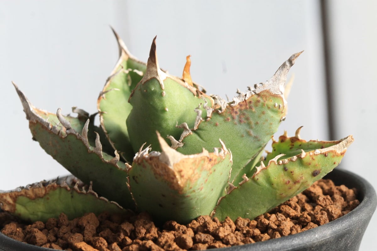 アガベ 蚩尤 チタノタ オテロイ ぶつぶつ アガベ チタノタ 蚩尤 上澳