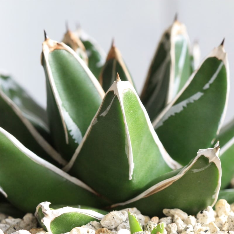 アガベ 笹の雪 NO.50 | hanayoshi-botanical