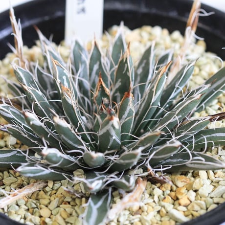 Agave 特小型姫乱雪