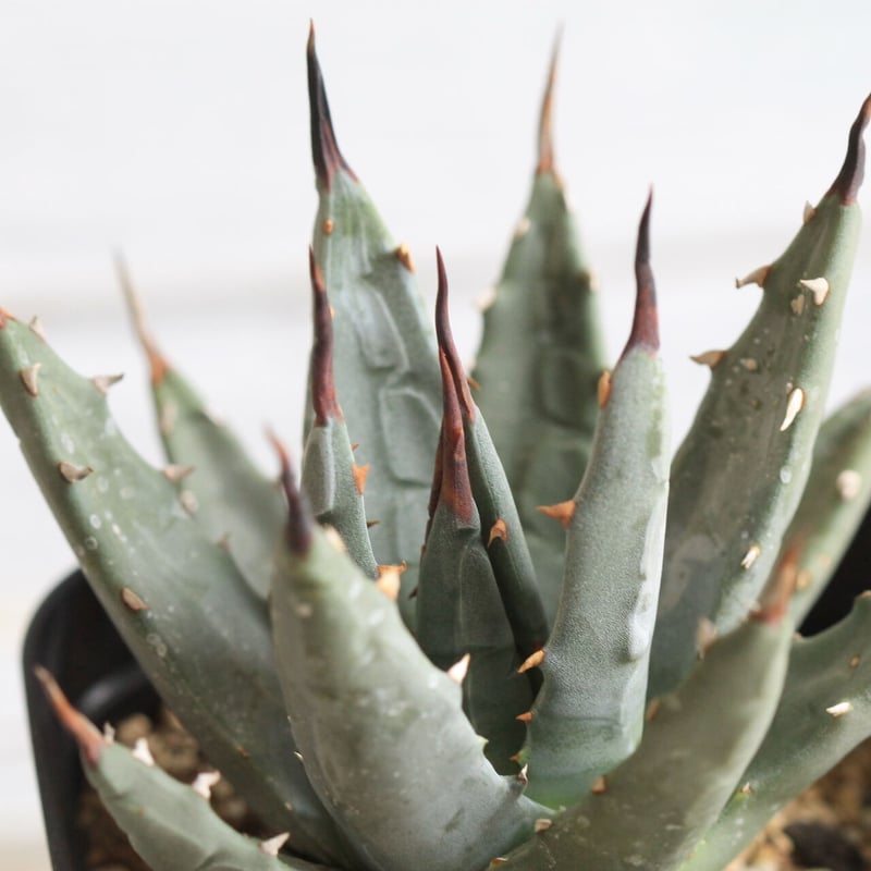 アガベ ユタエンシス ドワーフ | hanayoshi-botanical