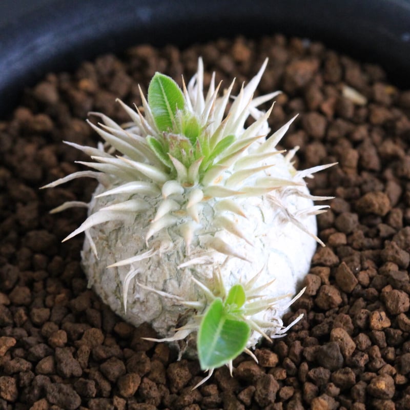 パキポディウム エニグマティクム パキポディウム・エニグマティクム（Pachypodium enigmaticum