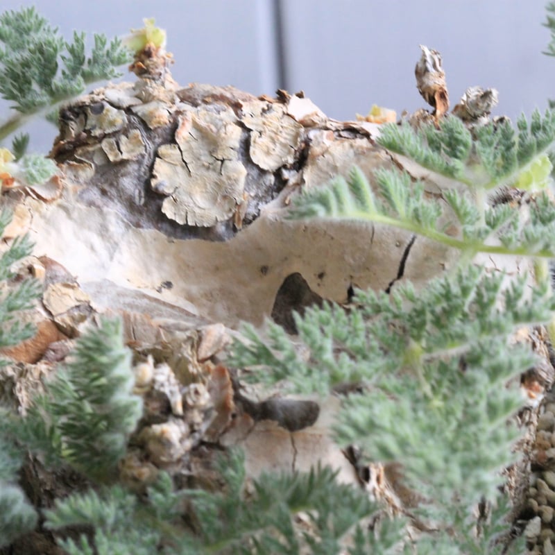 ペラルゴニウム トリステ 現地球 | hanayoshi-botanical