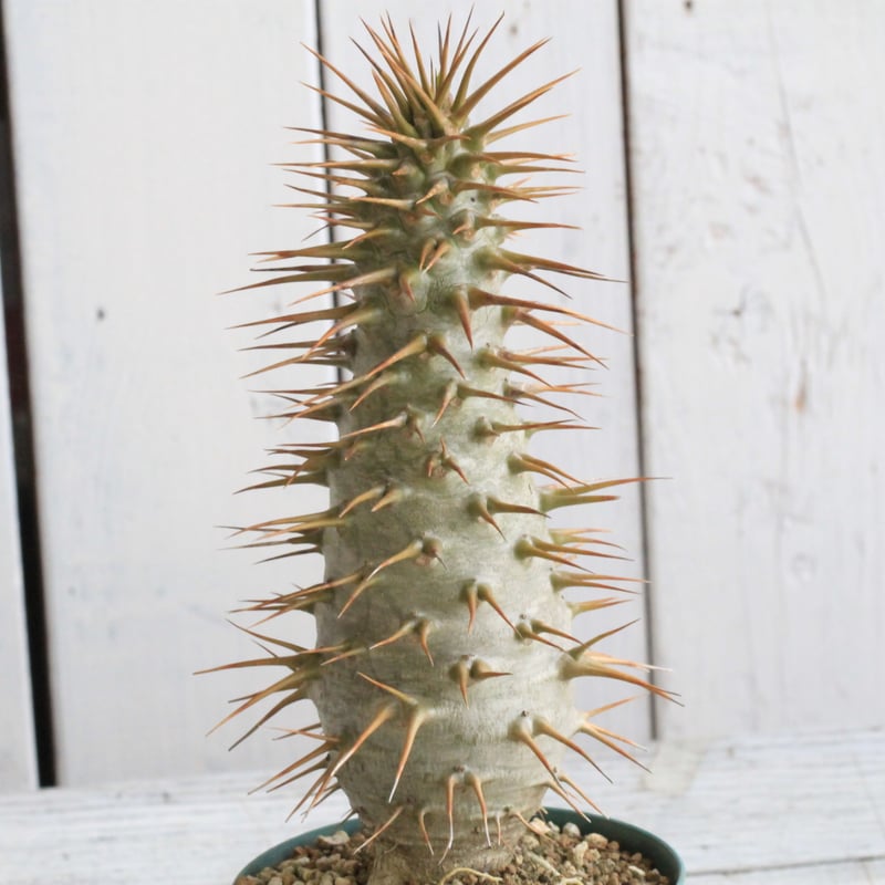 パキポディウム　 アンボンゲンセ　実生　大株　引取り限定 パキポディウム アンボンゲンセ 実生 №5 | mana's farm:塊根植物