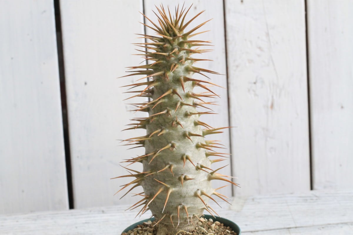 【ＧＷSALE★早い者勝ち★大特価】　パキポディウム　アンボンゲンセ　実生　98 GWSALE☆早い者勝ち☆大特価】 パキポディウム アンボンゲンセ 実生