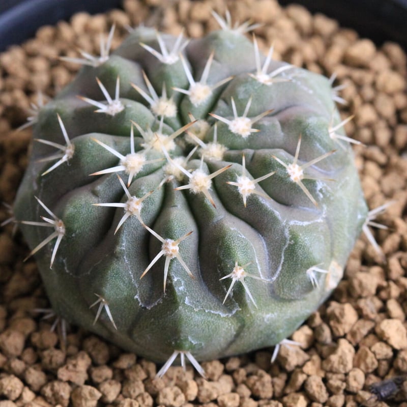 コピアポア コルムナ アルバ（実生） | hanayoshi-botanical