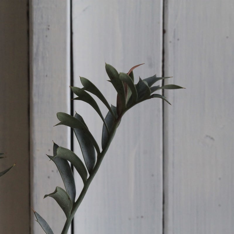 エンセファラルトス ホリダス ドワーフ | hanayoshi-botanical