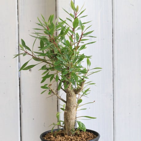 CATEGORY フォークイエリア | hanayoshi-botanical