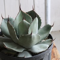 アガベ 特選笹の雪（S-1） | hanayoshi-botanical