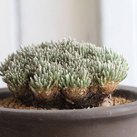 アボニアクイナリア | STORES