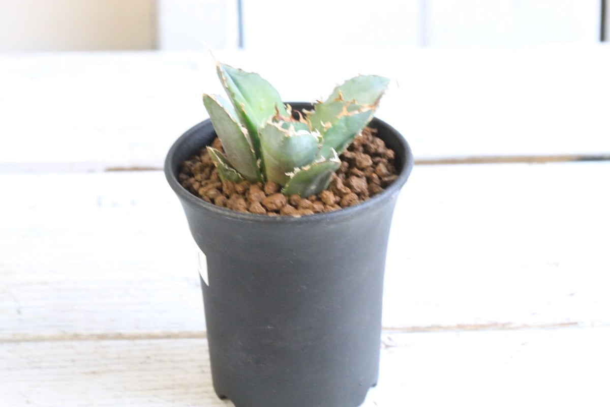 アガベ チタノタ スーパー白鯨 | hanayoshi-botanical