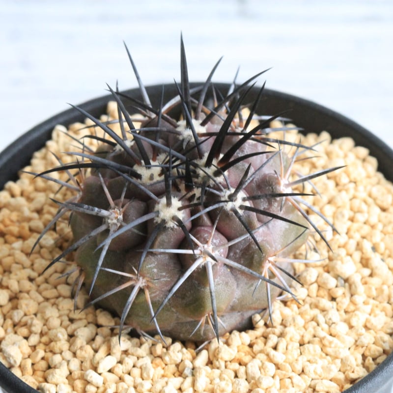 コピアポア シネレア✖デュラ（実生） | hanayoshi-botanical