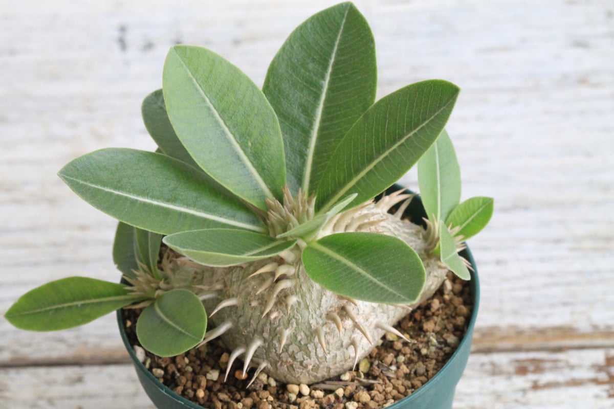 パキポディウム　レウコキサンツム パキポディウム レウコキサンツム | mana's farm:塊根植物・アガベ