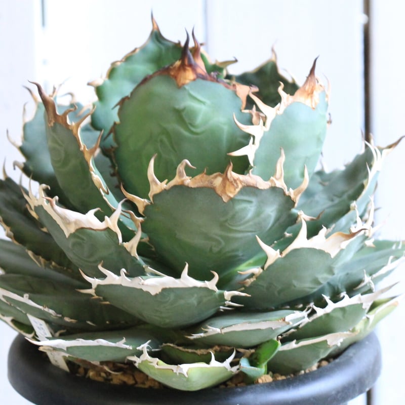 アガベ チタノタ 鳳凰 (鉢込み) アガベ・チタノタ ワイドリーフ | trigger