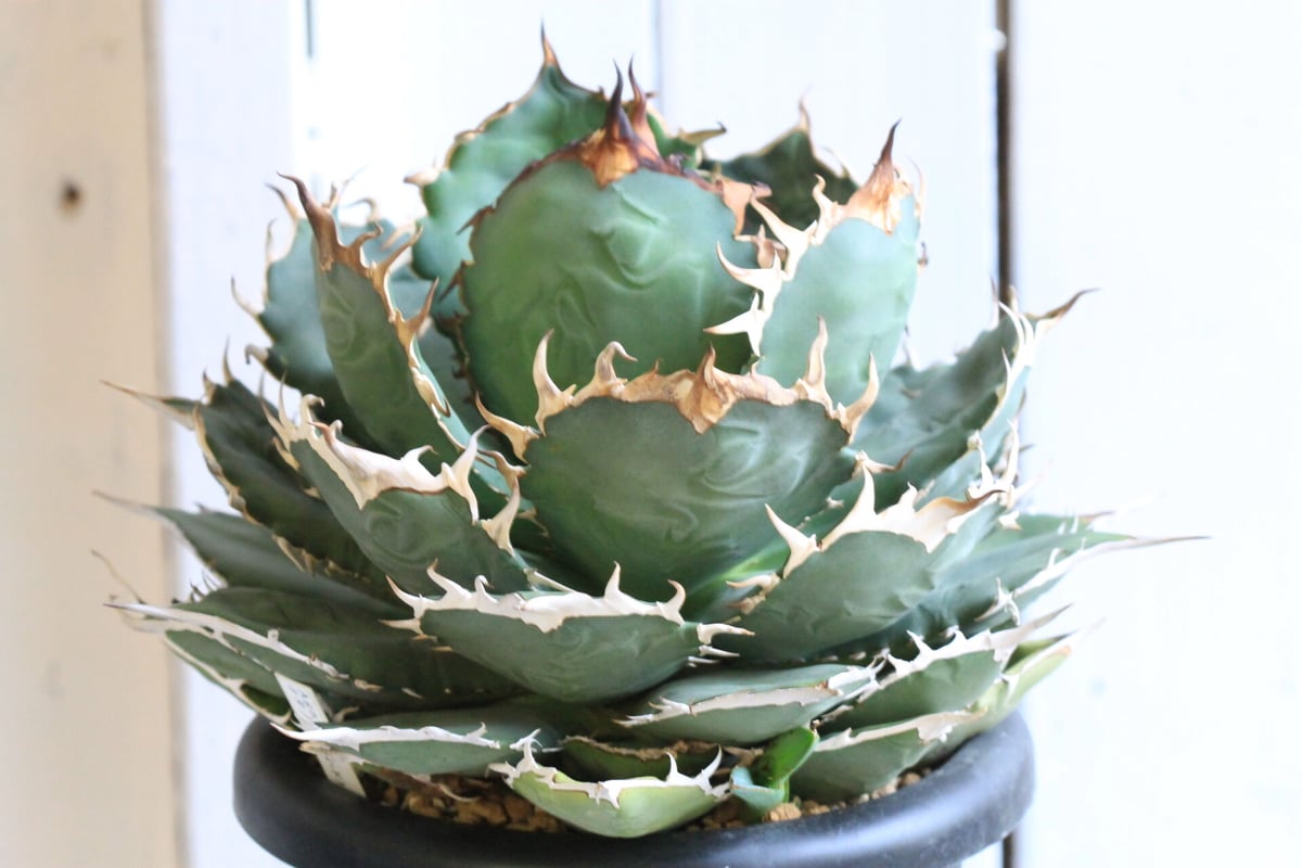 アガベ　チタノタ アガベ チタノタ NF | hanayoshi-botanical