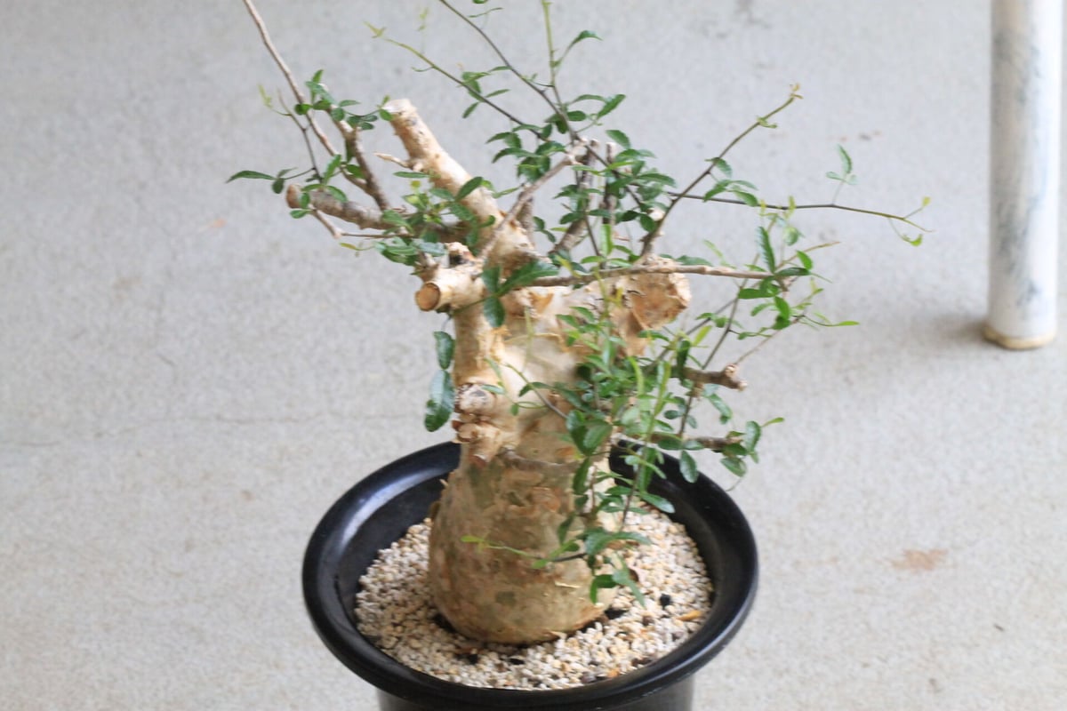 コミフォラ フンベルティ | hanayoshi-botanical