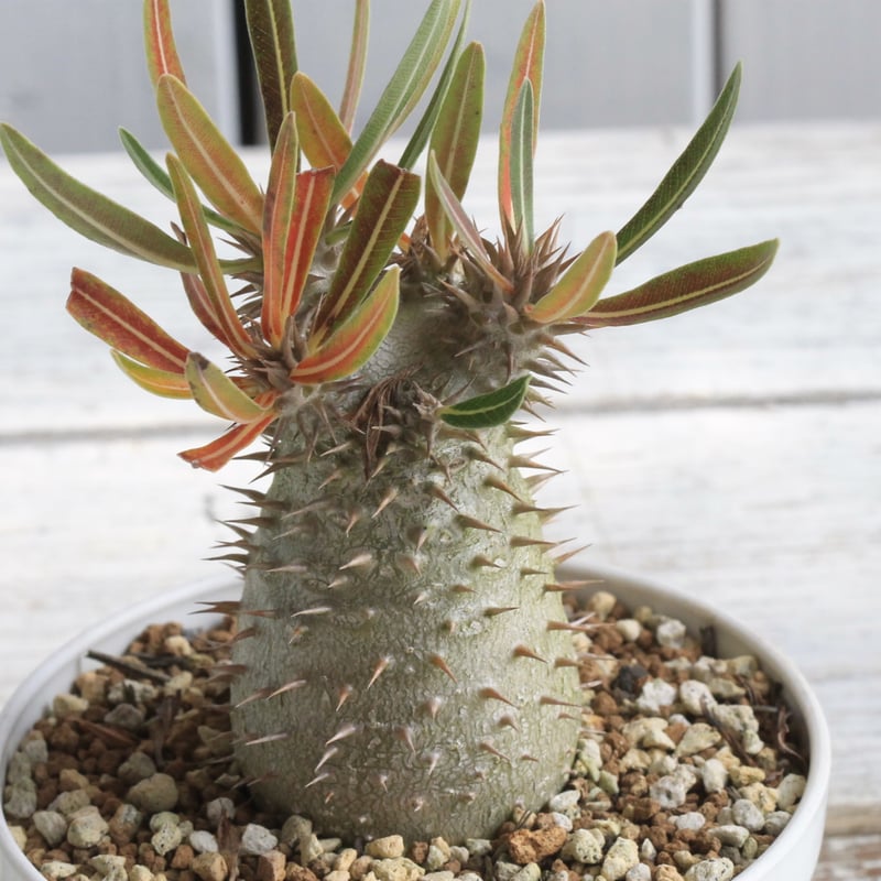 パキポディウム イノピナツム 実生 | hanayoshi-botanical