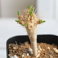 Euphorbia　ギラミニアーナ 　実生