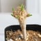 Euphorbia　ギラミニアーナ 　実生