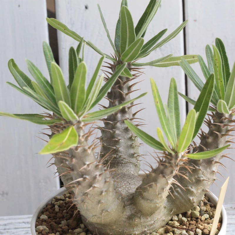 パキポディウム　グラキリス　2017実生 パキポディウム グラキリス 2017実生