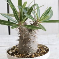 パキポディウム イノピナツム | hanayoshi-botanical