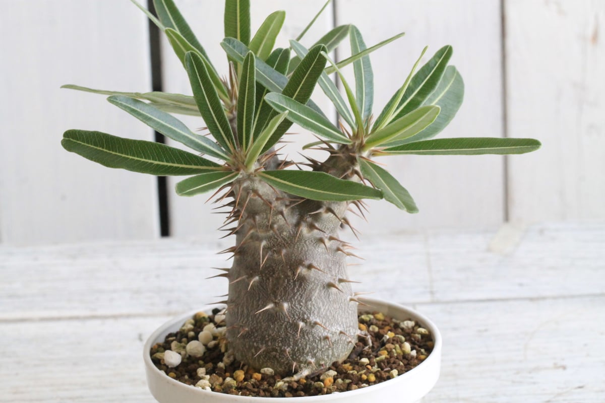 パキポディウム カクチペス | hanayoshi-botanical