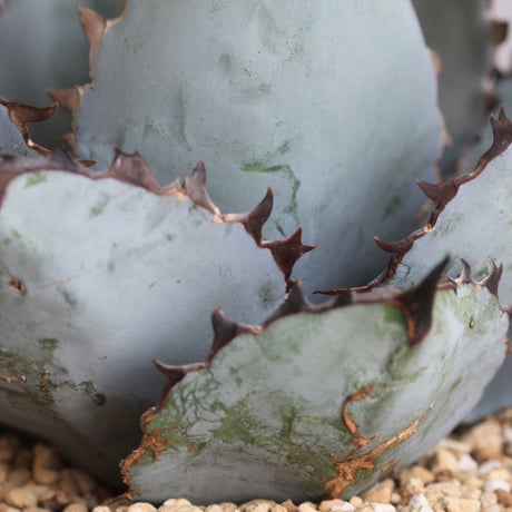 Agave titanota  ブラック＆ブルー