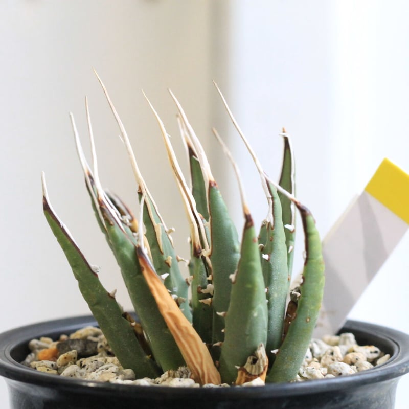 アガベ ユタエンシス カイバベンシス | hanayoshi-botanical