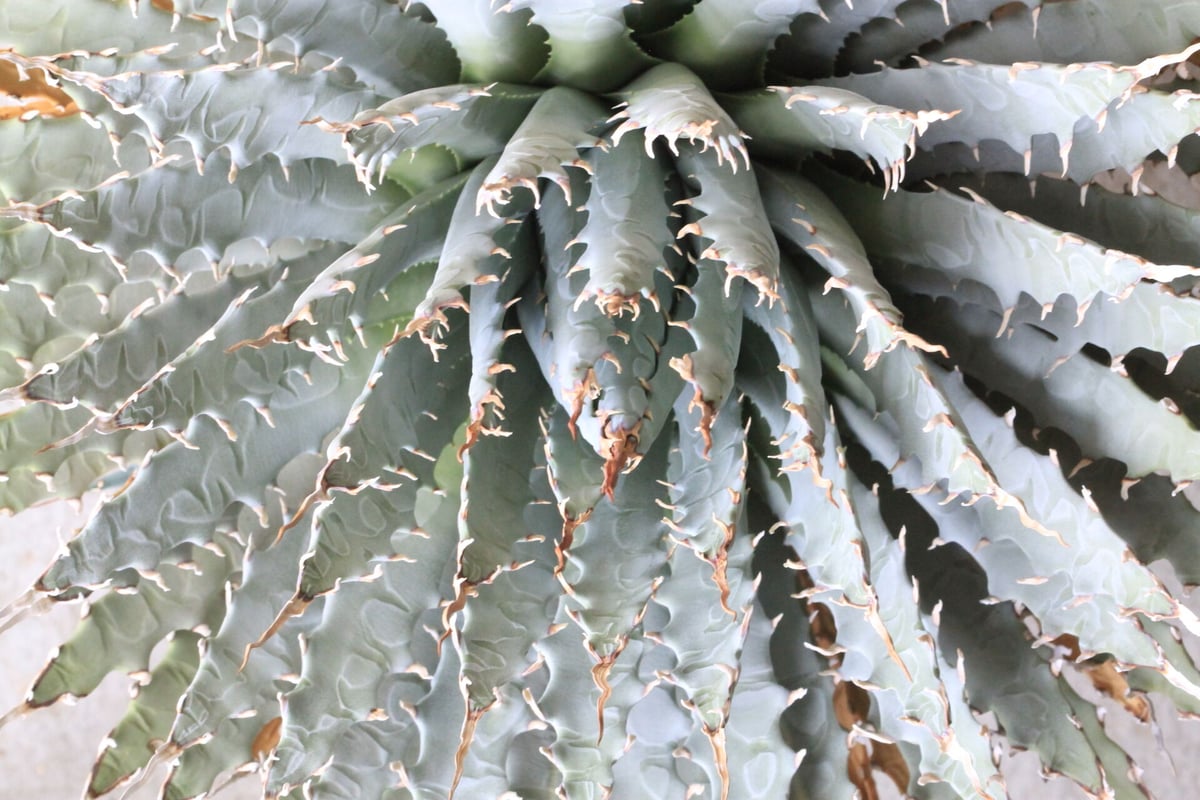 クトゥルフ　アガベ　ユタエンシス　yeitao Agave utahensis var. eborispina