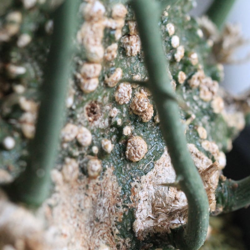 Adenia アデニア グロボーサ | hanayoshi-botanical