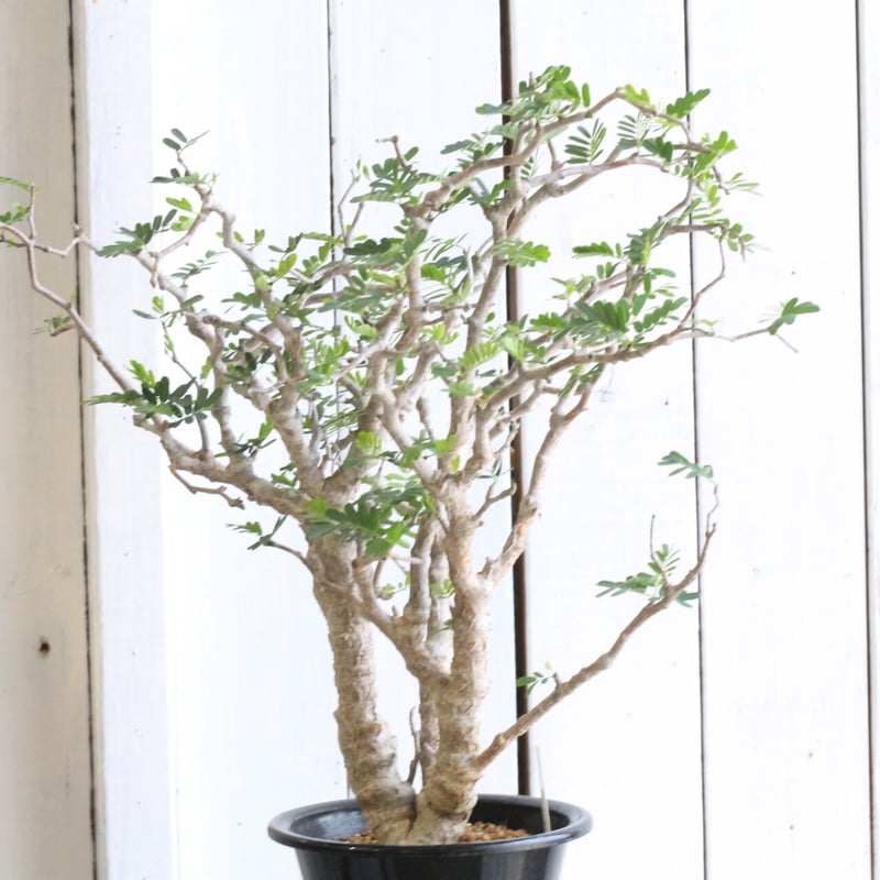 センナ メディオナリス | hanayoshi-botanical