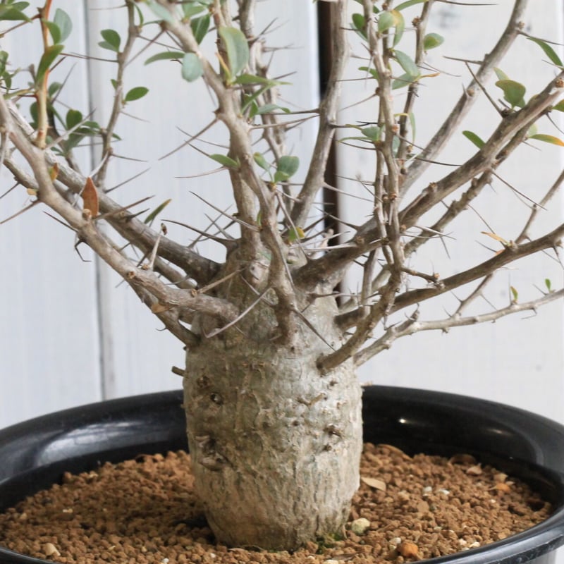 フォークイエリア コルムナリス 観峰玉 | hanayoshi-botanical