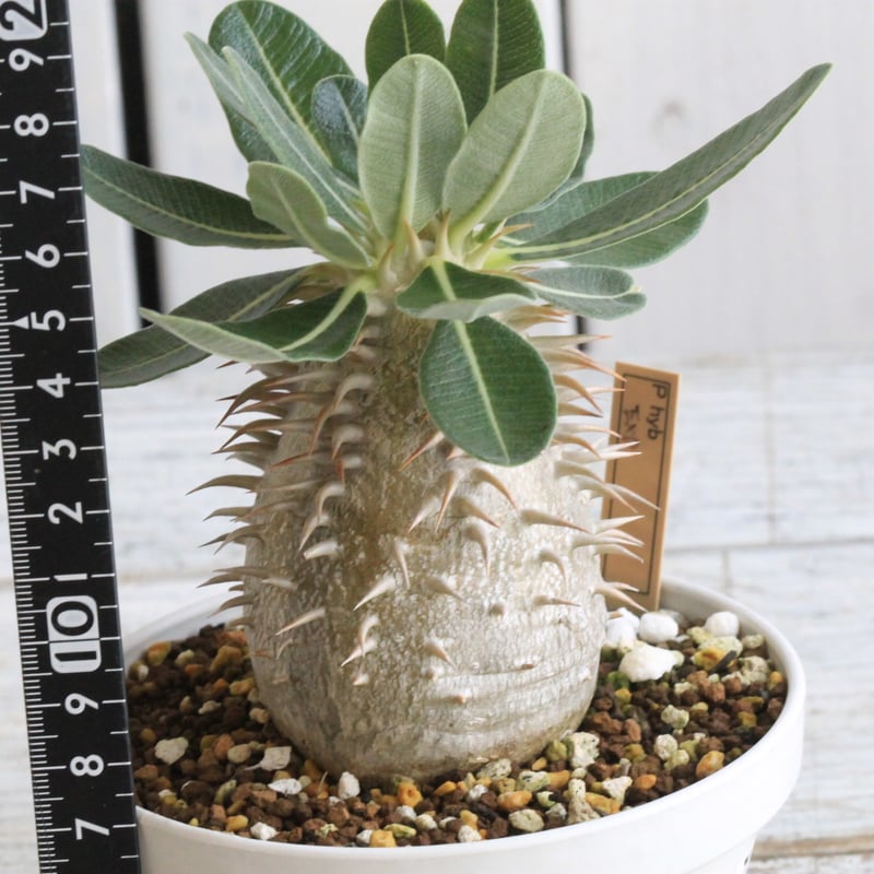 パキポディウム エブレネウム 1株 PE-1 パキポディウム エブレネウム – GOLDEN CAMPOS OKINAWA