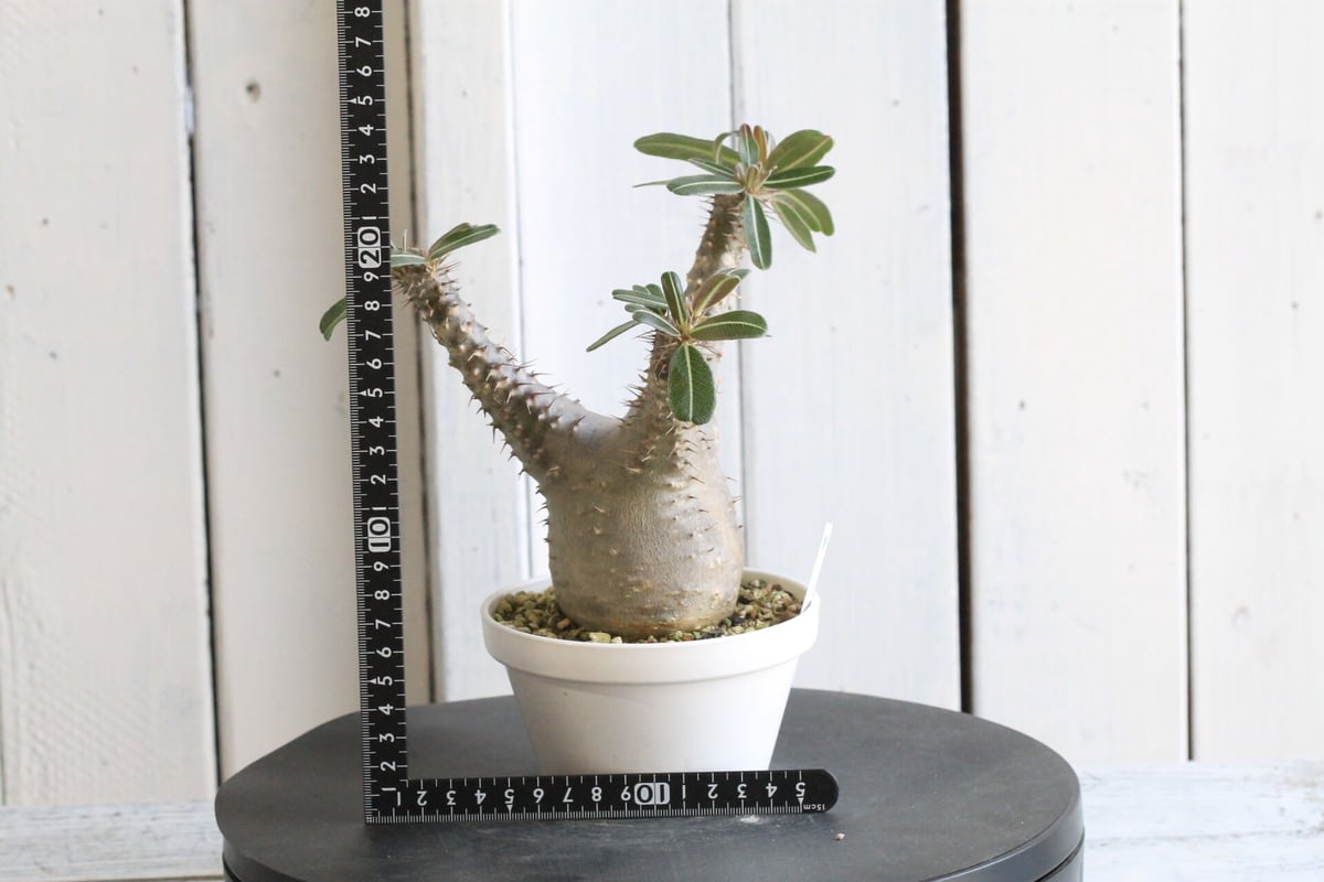 fit=scale-down,w=1200