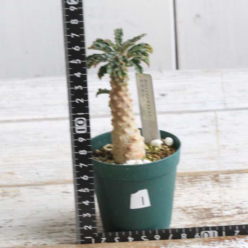 ドルステニア ラブラニー 【高さ27cm】 ドルステニア ラブラニー 【高さ27cm】 ドルステニア ラブラニー③