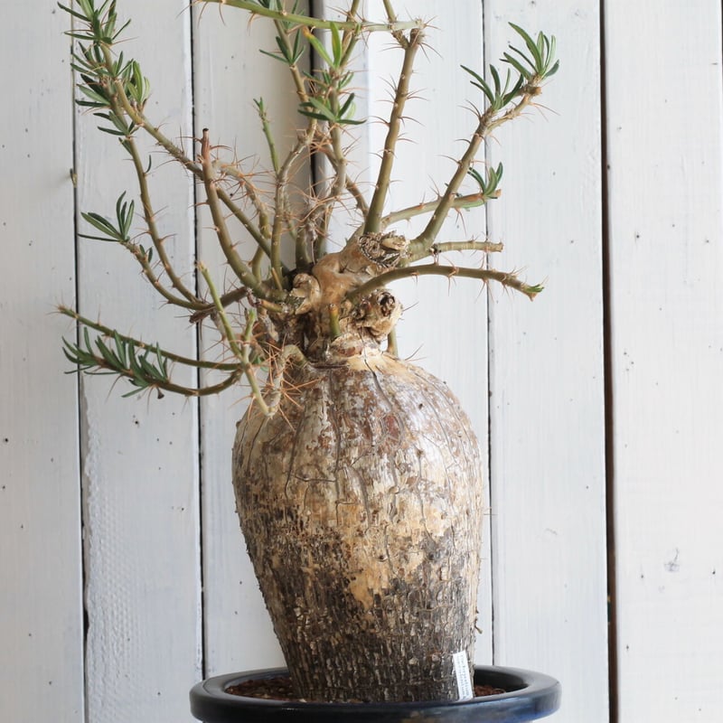 パキポディウム サキュレンタム | hanayoshi-botanical