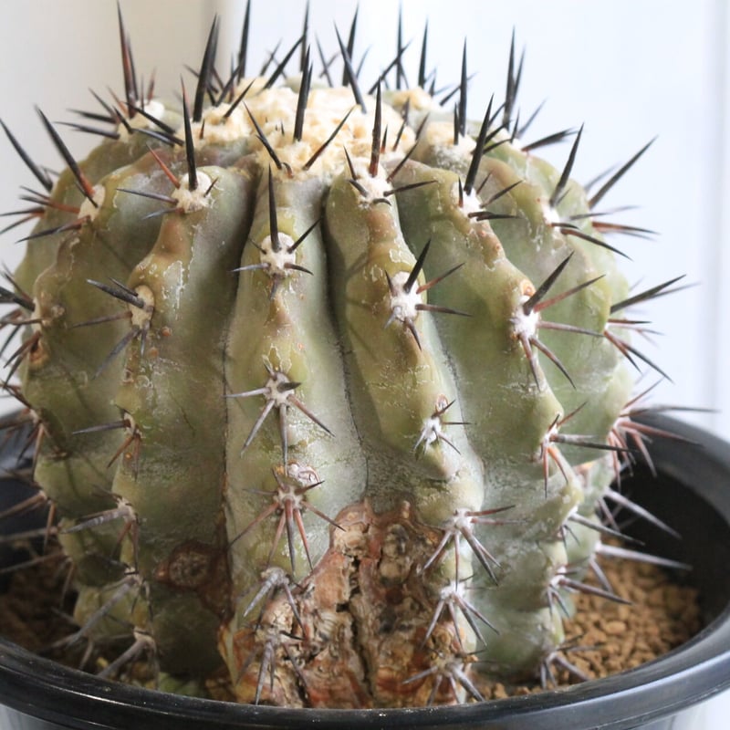 コピアポア 黒王丸（接ぎ木） | hanayoshi-botanical