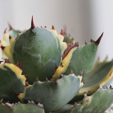 Agave 王妃カブトガニ錦