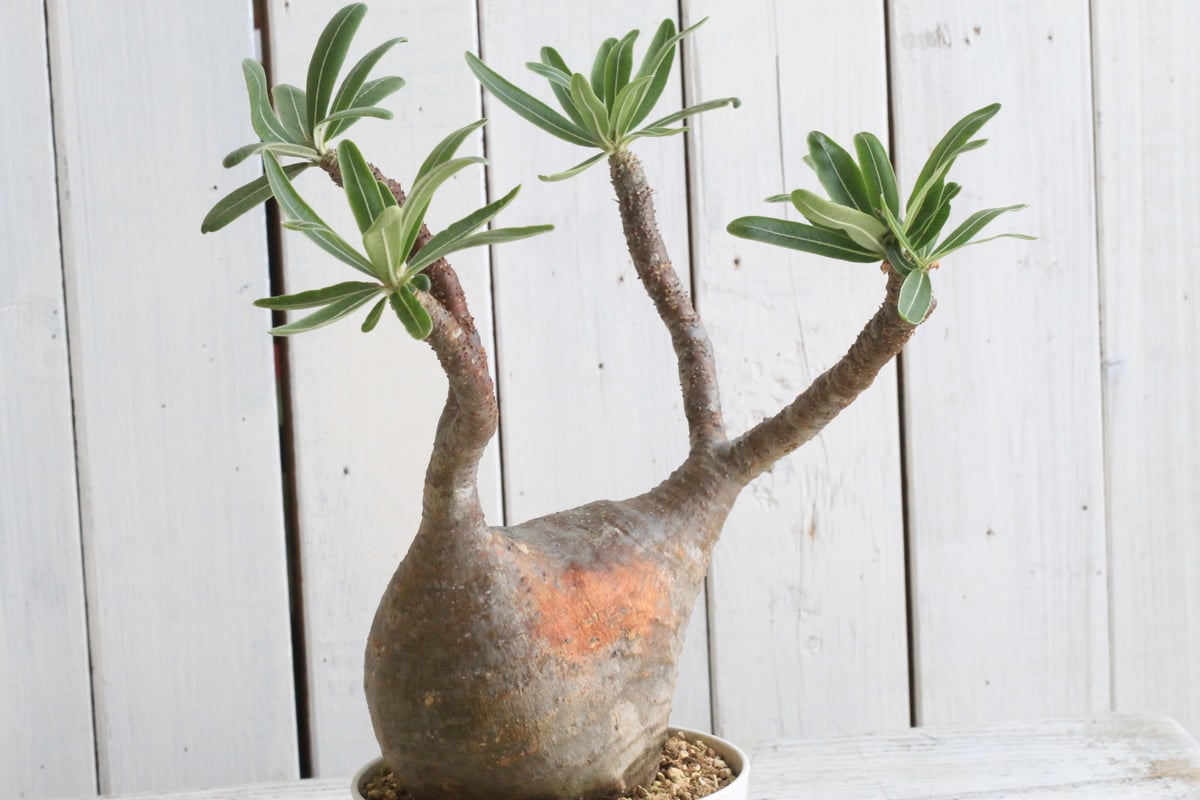 パキポディウム グラキリス 現地球 | hanayoshi-botanical