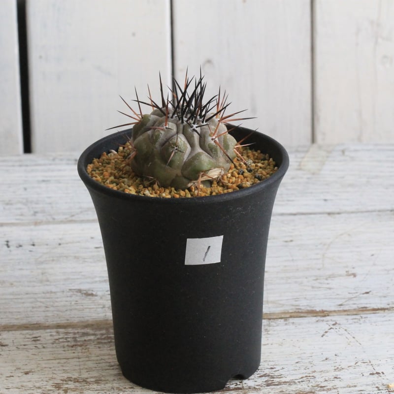 黒王丸 コピアポア シネレア (invisible ink 鉢植え) コピアポア