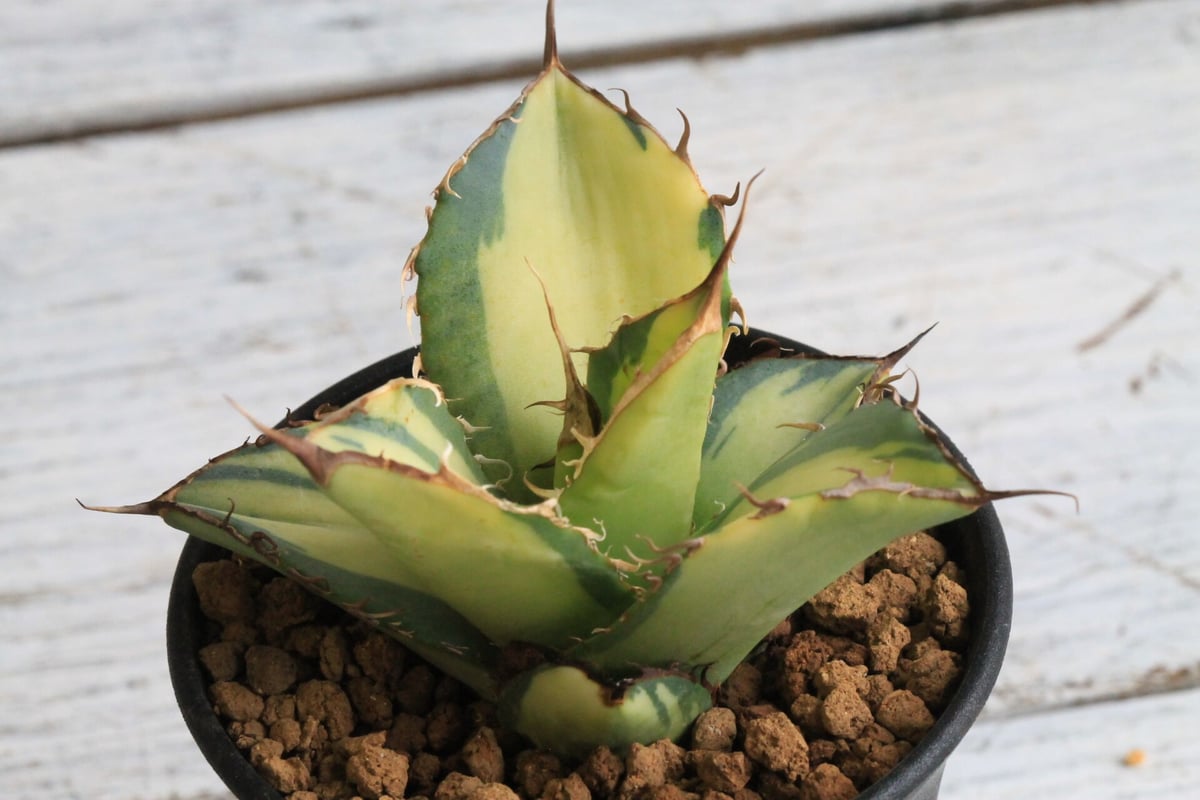 ヤナギ様 サービス品【鉢ごと発送】サイズ大 アガベ 太陽神錦TC