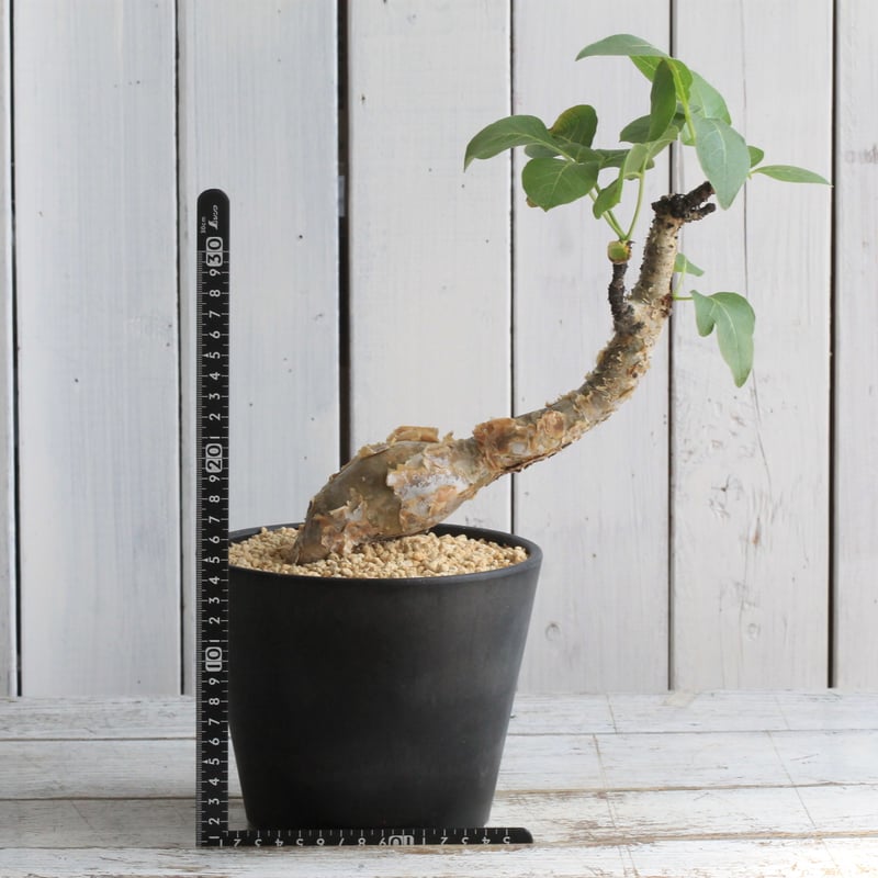 コミフォラ　グイドッティ　灌木　良型　発根済　現地球　インドアジャングル　限定 コミフォラ グイドッティ 灌木 良型 発根済 現地球 インドア