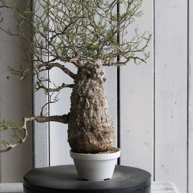 オペルクリカリア パキプス | hanayoshi-botanical