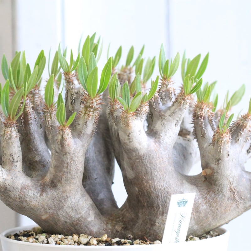 ブレビカリックス　パキポディウム　現地株　現地球 pachypodium brevicalyx《L size》※現地球発根後店主国内管理5年